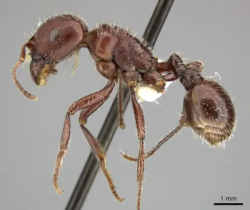 Pogonomyrmex apache specimen CASENT0235313 image casent0235313_3