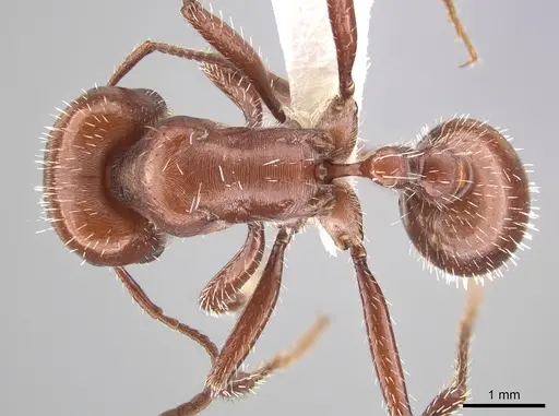 Pogonomyrmex apache specimen CASENT0619958 image casent0619958_1