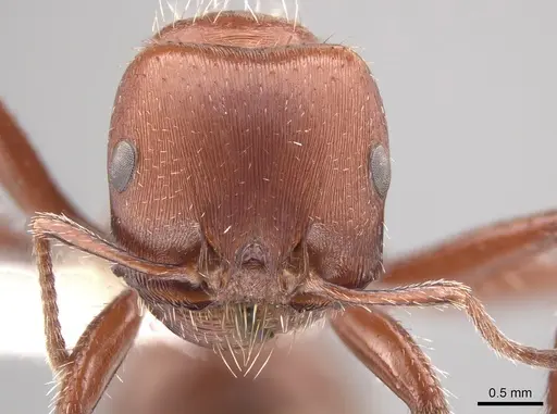 Pogonomyrmex apache specimen CASENT0619958 image casent0619958_2
