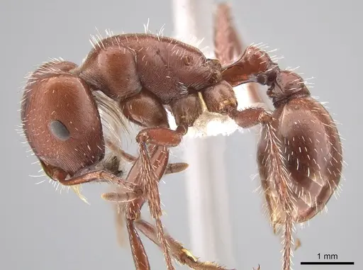 Pogonomyrmex apache specimen CASENT0619958 image casent0619958_3