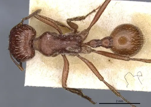 Pogonomyrmex apache specimen CASENT0904114 image casent0904114_1