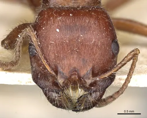 Pogonomyrmex apache specimen CASENT0904114 image casent0904114_2