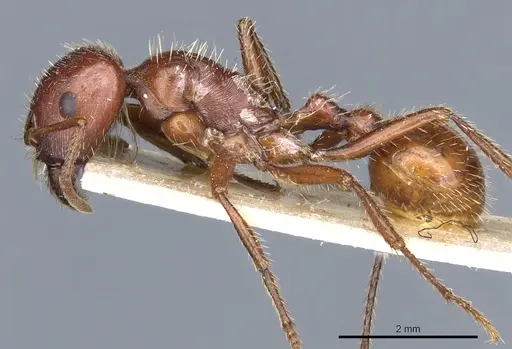 Pogonomyrmex apache specimen CASENT0904114 image casent0904114_3