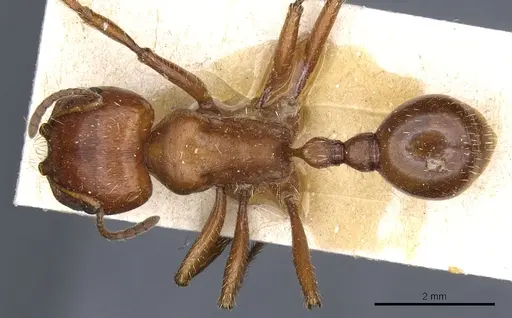 Pogonomyrmex apache specimen CASENT0904117 image casent0904117_1