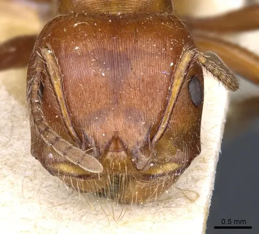 Pogonomyrmex apache specimen CASENT0904117 image casent0904117_2