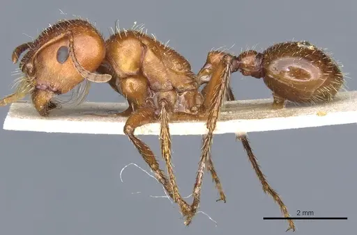 Pogonomyrmex apache specimen CASENT0904117 image casent0904117_3