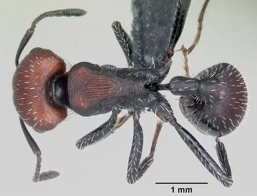 Pogonomyrmex apterogenos specimen CASENT0103261 image casent0103261_1