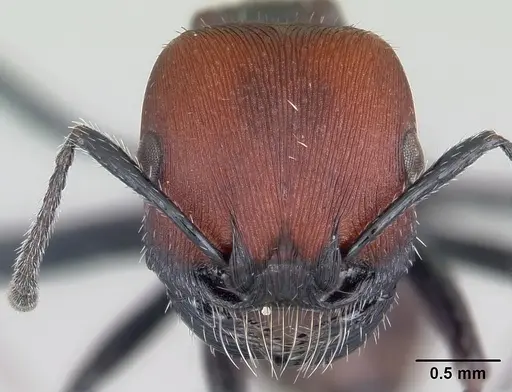 Pogonomyrmex apterogenos specimen CASENT0103261 image casent0103261_2