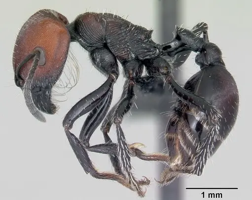 Pogonomyrmex apterogenos specimen CASENT0103261 image casent0103261_3