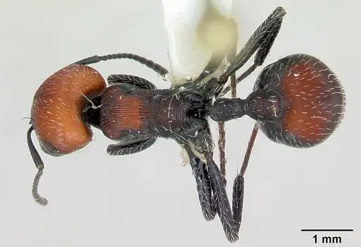 Pogonomyrmex apterogenos specimen CASENT0173116 image casent0173116_1