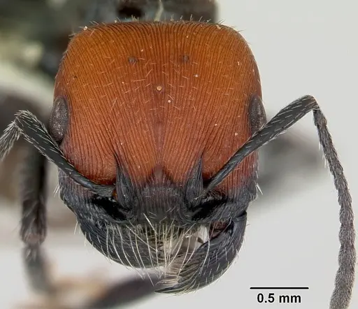 Pogonomyrmex apterogenos specimen CASENT0173116 image casent0173116_2