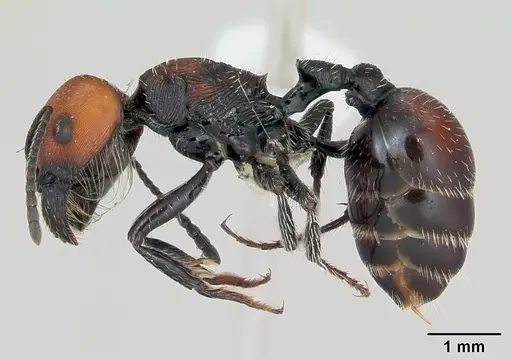 Pogonomyrmex apterogenos specimen CASENT0173116 image casent0173116_3