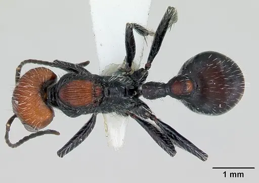 Pogonomyrmex apterogenos specimen CASENT0173117 image casent0173117_1