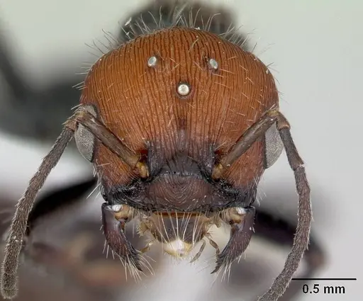 Pogonomyrmex apterogenos specimen CASENT0173117 image casent0173117_2