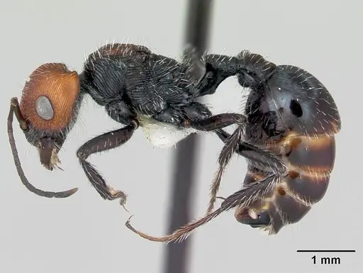 Pogonomyrmex apterogenos specimen CASENT0173117 image casent0173117_3