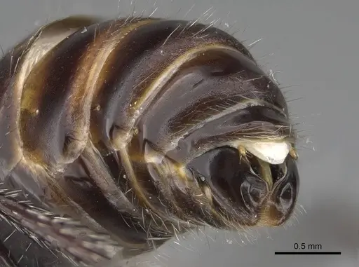Pogonomyrmex apterogenos specimen CASENT0173117 image casent0173117_4