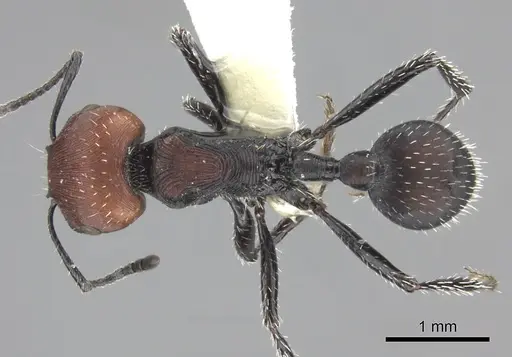 Pogonomyrmex apterogenos specimen CASENT0235278 image casent0235278_1