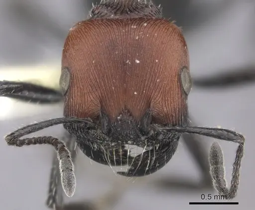 Pogonomyrmex apterogenos specimen CASENT0235278 image casent0235278_2