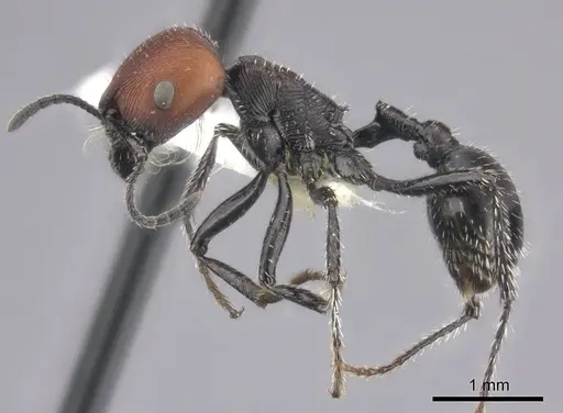 Pogonomyrmex apterogenos specimen CASENT0235278 image casent0235278_3