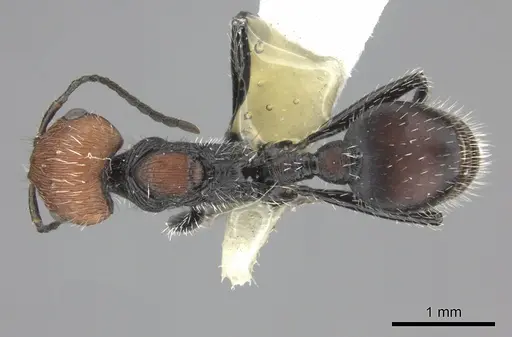 Pogonomyrmex apterogenos specimen CASENT0235279 image casent0235279_1