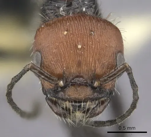 Pogonomyrmex apterogenos specimen CASENT0235279 image casent0235279_2