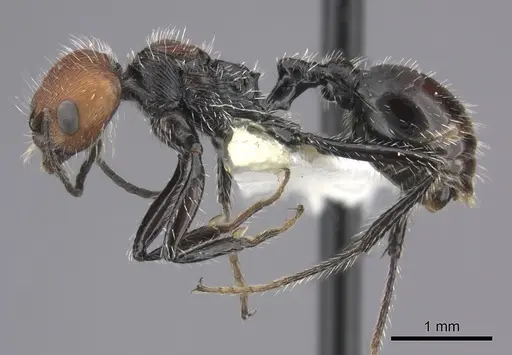 Pogonomyrmex apterogenos specimen CASENT0235279 image casent0235279_3