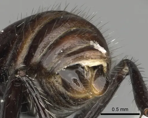 Pogonomyrmex apterogenos specimen CASENT0235279 image casent0235279_4