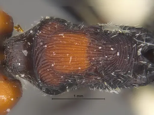 Pogonomyrmex apterogenos specimen CASENT0869791 image casent0869791_1