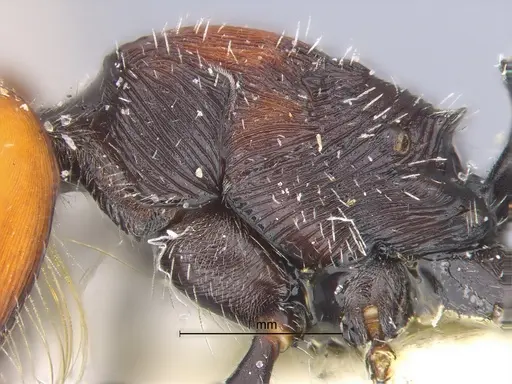 Pogonomyrmex apterogenos specimen CASENT0869791 image casent0869791_2