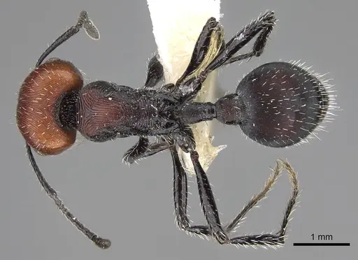 Pogonomyrmex apterogenos specimen CASENT0914124 image casent0914124_1