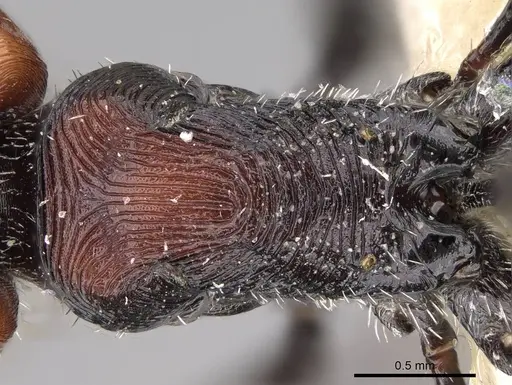 Pogonomyrmex apterogenos specimen CASENT0914124 image casent0914124_2