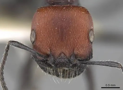 Pogonomyrmex apterogenos specimen CASENT0914124 image casent0914124_3