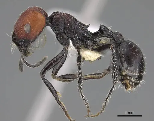 Pogonomyrmex apterogenos specimen CASENT0914124 image casent0914124_4