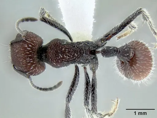 Pogonomyrmex araucania specimen CASENT0106213 image casent0106213_1