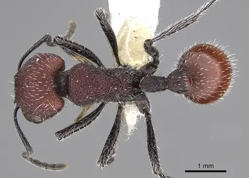 Pogonomyrmex araucania specimen CASENT0914128 image casent0914128_1