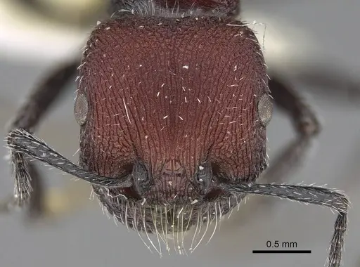 Pogonomyrmex araucania specimen CASENT0914128 image casent0914128_2