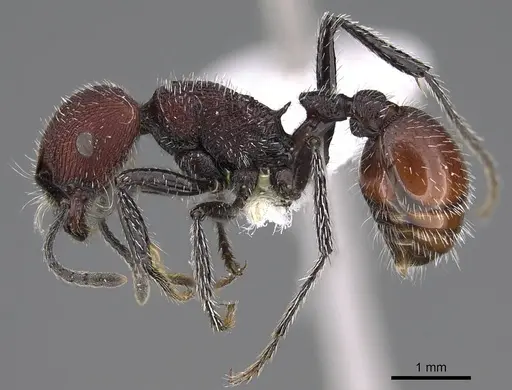 Pogonomyrmex araucania specimen CASENT0914128 image casent0914128_3