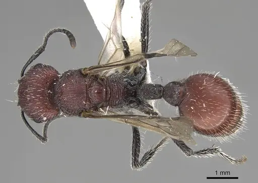 Pogonomyrmex araucania specimen CASENT0914129 image casent0914129_1
