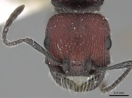 Pogonomyrmex araucania specimen CASENT0914129 image casent0914129_2