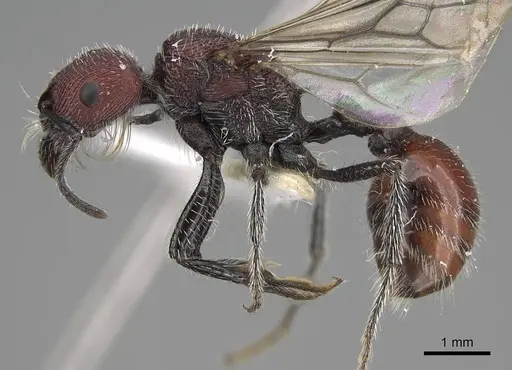 Pogonomyrmex araucania specimen CASENT0914129 image casent0914129_3