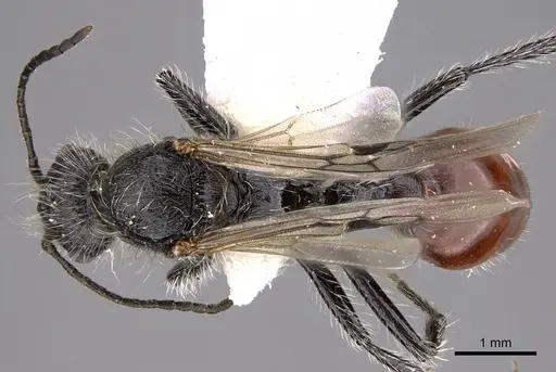 Pogonomyrmex araucania specimen CASENT0914355 image casent0914355_1