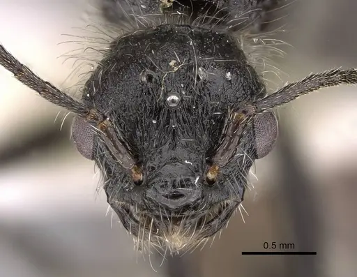 Pogonomyrmex araucania specimen CASENT0914355 image casent0914355_2