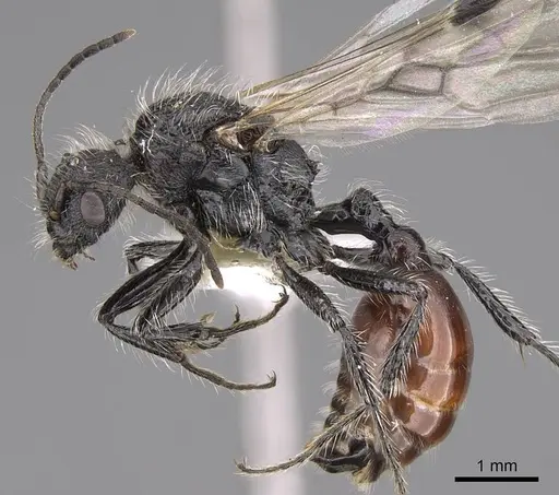 Pogonomyrmex araucania specimen CASENT0914355 image casent0914355_3