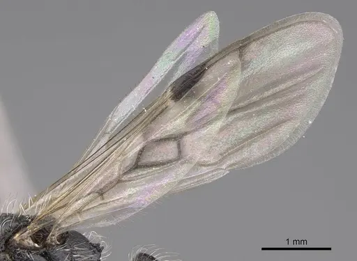 Pogonomyrmex araucania specimen CASENT0914355 image casent0914355_4