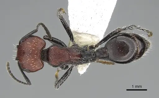 Pogonomyrmex atacama specimen CASENT0922565 image casent0922565_1
