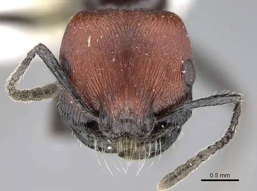 Pogonomyrmex atacama specimen CASENT0922565 image casent0922565_3