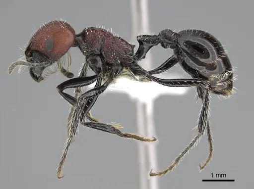 Pogonomyrmex atacama specimen CASENT0922565 image casent0922565_4