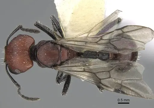 Pogonomyrmex atacama specimen CASENT0922568 image casent0922568_1