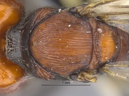 Pogonomyrmex atacama specimen CASENT0922568 image casent0922568_2