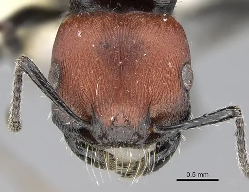 Pogonomyrmex atacama specimen CASENT0922568 image casent0922568_3